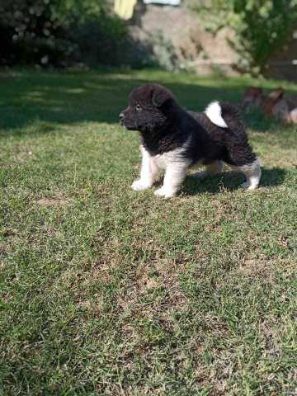 Akita For Sale In Hyderabad