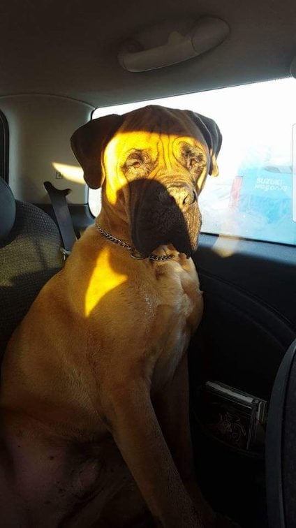 Bullmastiff Dogs For Mating In Kolkata