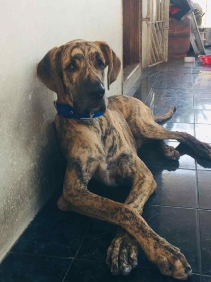Great Dane Dogs For Mating In Chennai