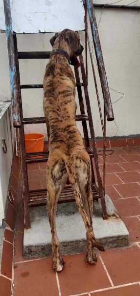 Great Dane Dogs For Mating In Chennai