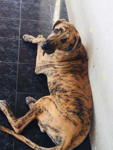 Great Dane Dogs For Mating In Chennai
