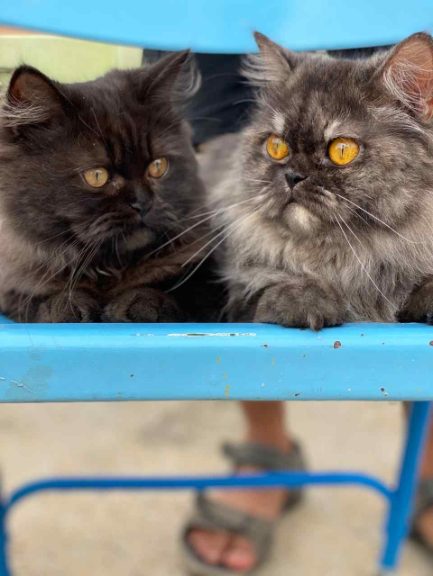 Persian Dogs For Mating In Bangalore
