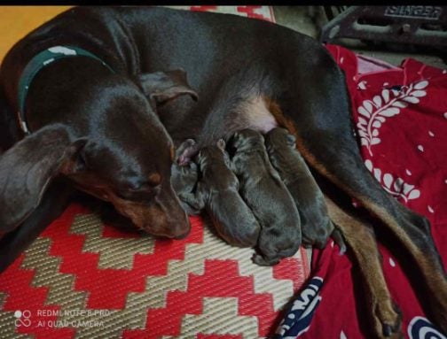 Doberman For Sale In Lucknow