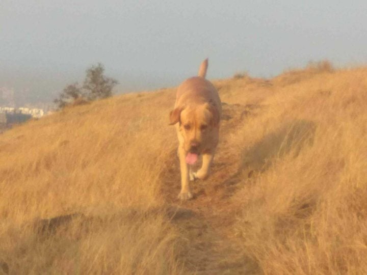 Labrador Retriever Dogs For Mating In Pune