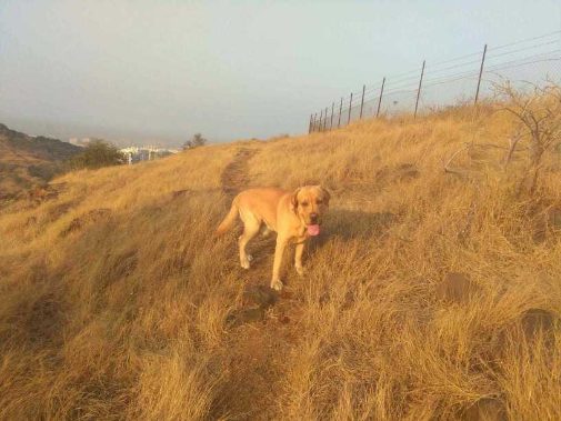Labrador Retriever Dogs For Mating In Pune
