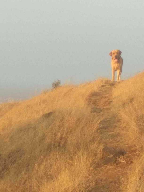Labrador Retriever Dogs For Mating In Pune