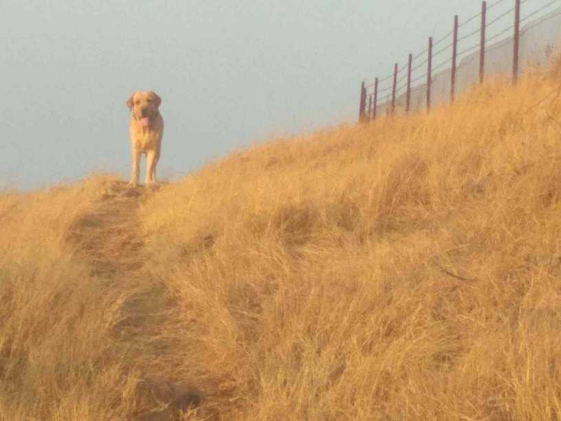 Labrador Retriever Dogs For Mating In Pune