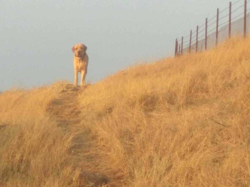 Labrador Retriever Dogs For Mating In Pune