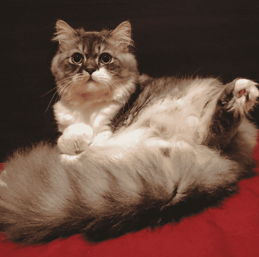Persian Dogs For Mating In Mumbai
