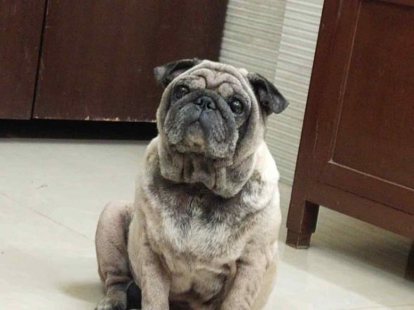 Pug Dogs For Mating In Chennai