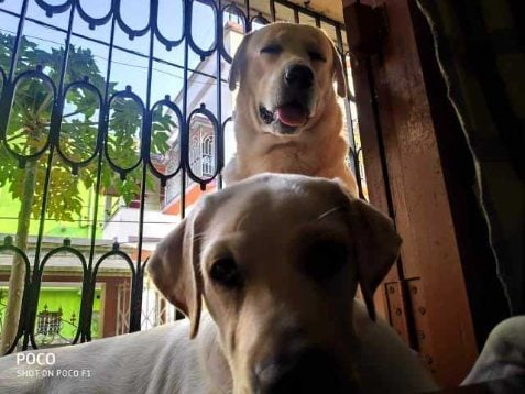 Labrador Retriever Dogs For Mating In Bhubaneswar