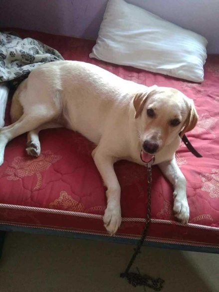 Labrador Retriever Dogs For Mating In Dehradun