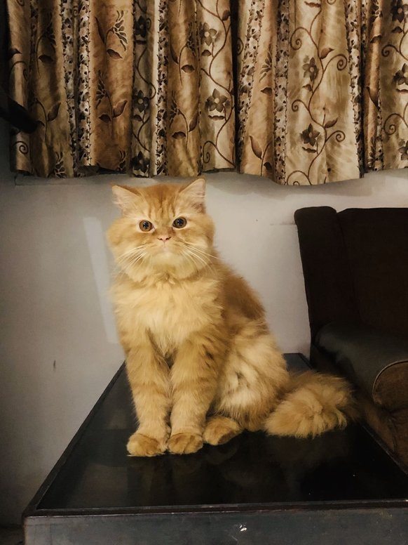 Persian Dogs For Mating In Pune