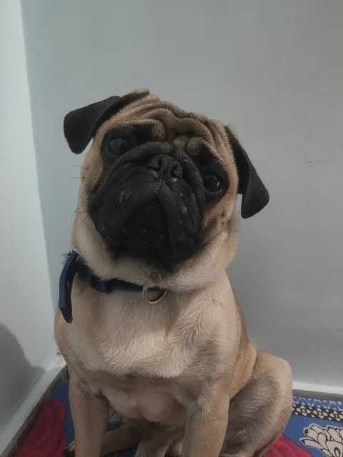Pug Dogs For Mating In Chennai