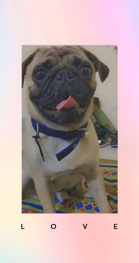 Pug Dogs For Mating In Chennai