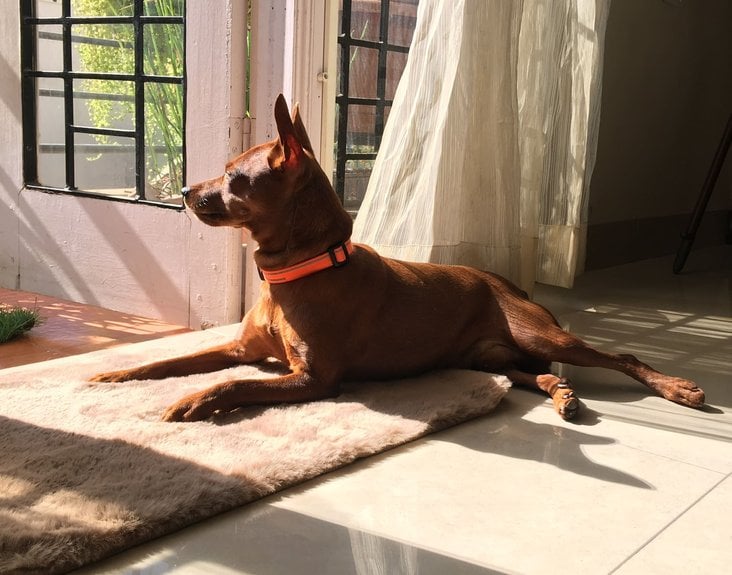 Miniature Pinscher Dogs For Mating In Bangalore