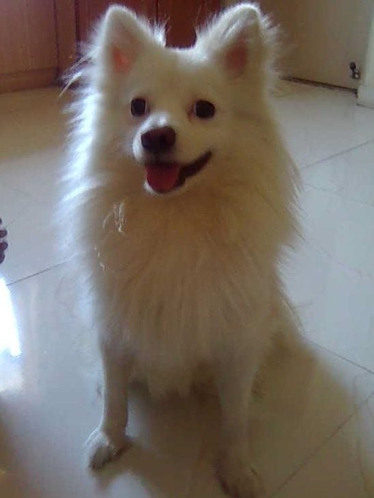 German Spitz Dogs For Mating In Pune