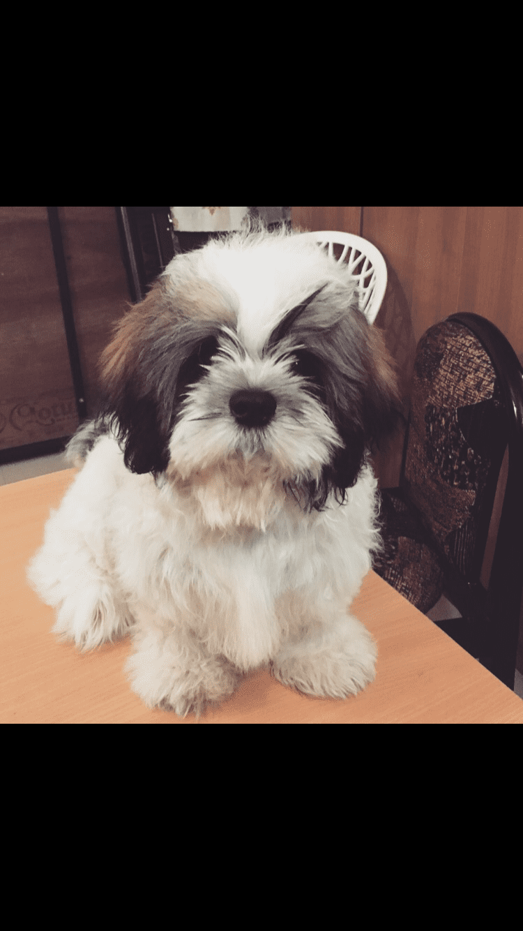 Shih Tzu Dogs For Mating In Chennai