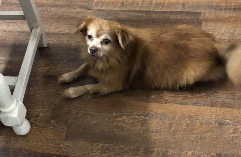 German Spitz Dogs For Mating In Mumbai