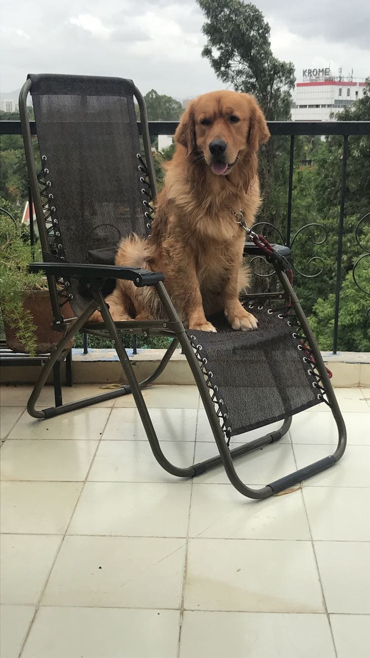 Golden Retriever Dogs For Mating In Pune