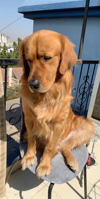Golden Retriever Dogs For Mating In Pune