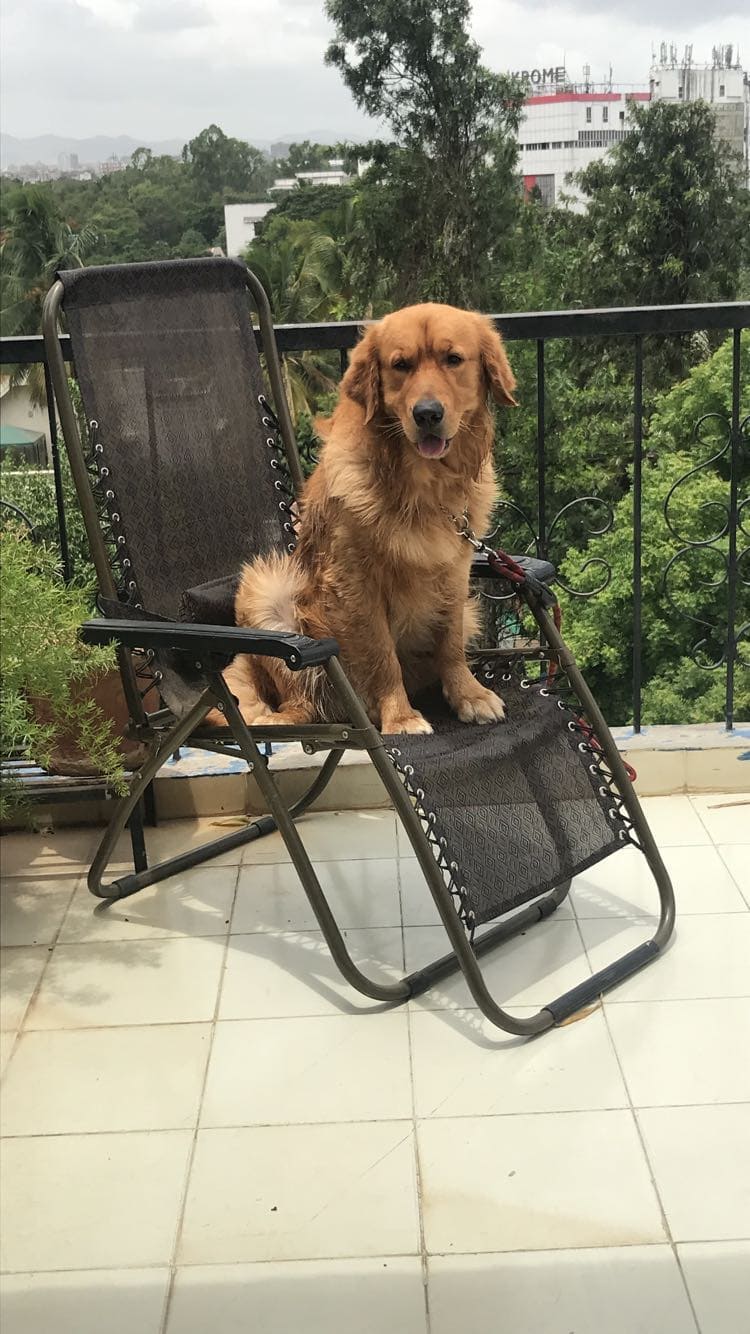 Golden Retriever Dogs For Mating In Pune