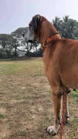 Great Dane Dogs For Mating In Bhubaneswar