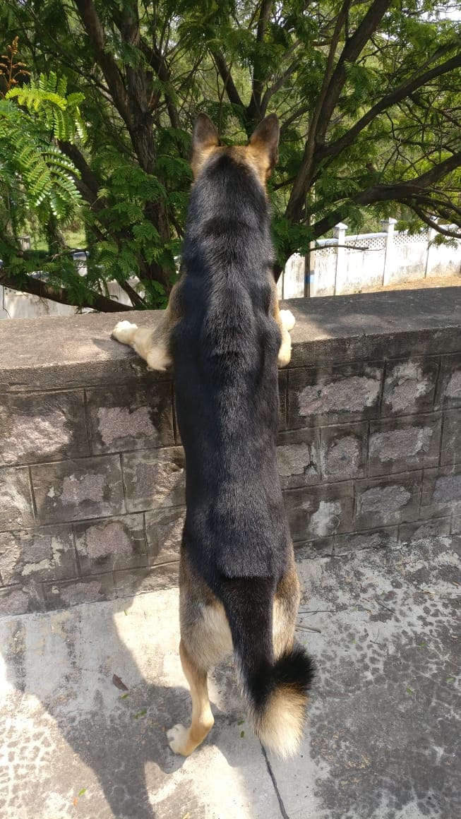 German Shepherd Dogs For Mating In Hyderabad