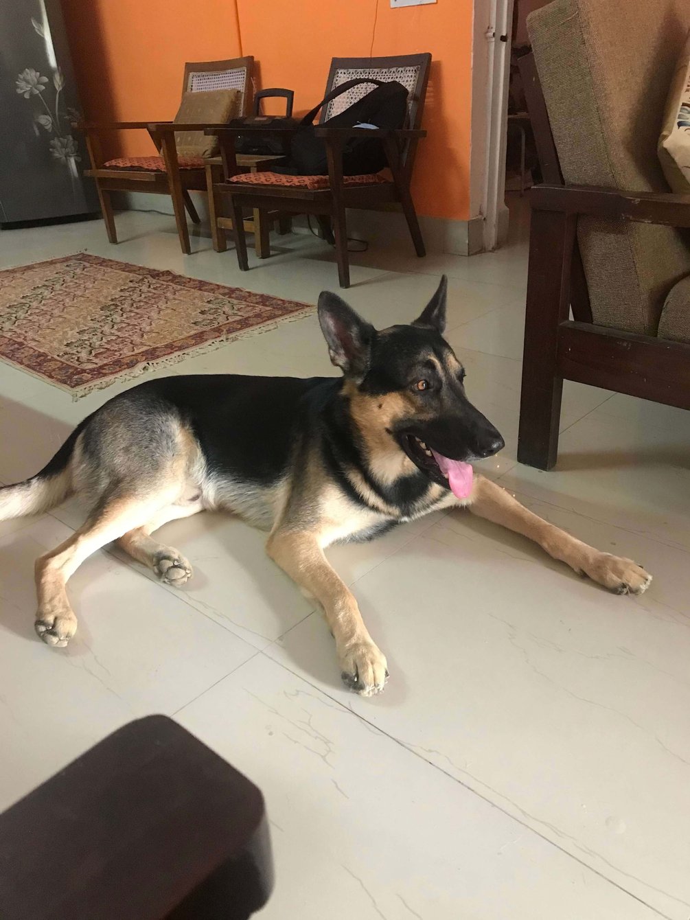 German Shepherd Dogs For Mating In Hyderabad