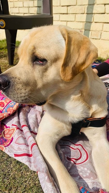 Labrador Retriever Dogs For Mating In Eluru