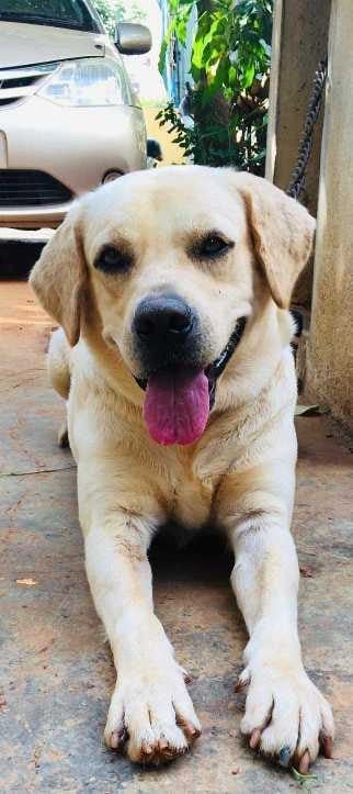 Labrador Retriever Dogs For Mating In Patna
