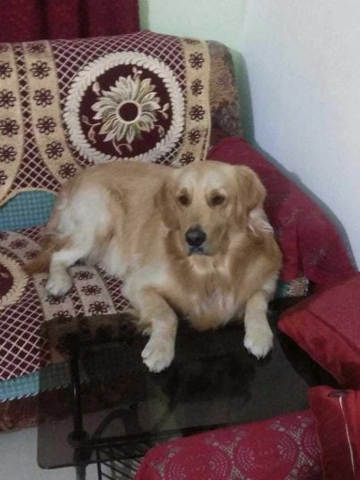 Golden Retriever Dogs For Mating In Sibsagar