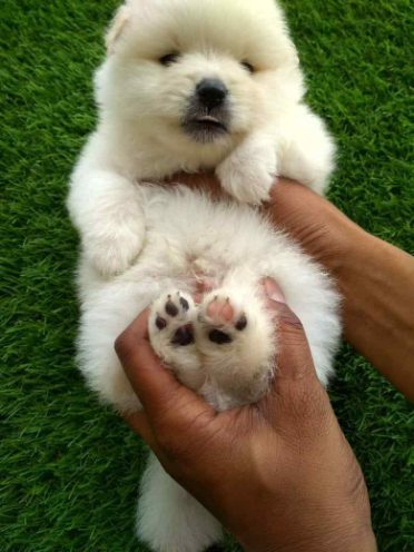 Toy Pomeranian For Sale In Allahabad
