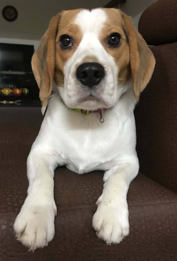 Beagle Dogs For Mating In Delhi