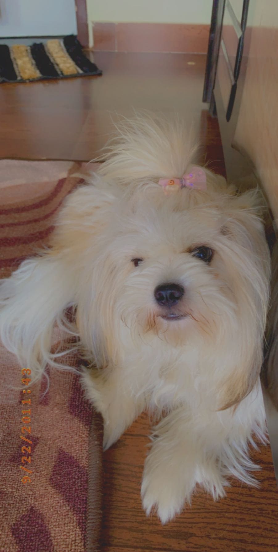 Shih Tzu Dogs For Mating In Kochi