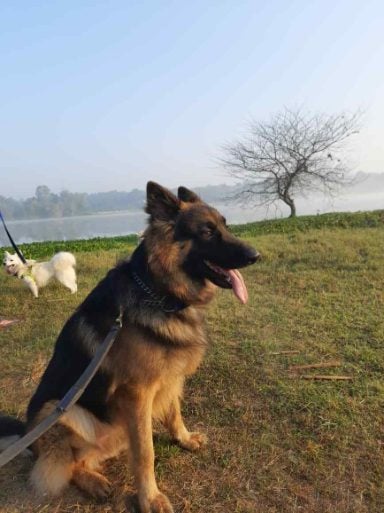 German Shepherd Dogs For Mating In Madurai
