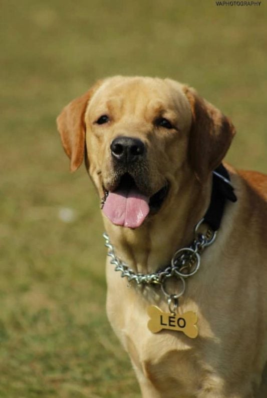 Labrador Retriever Dogs For Mating In Mumbai