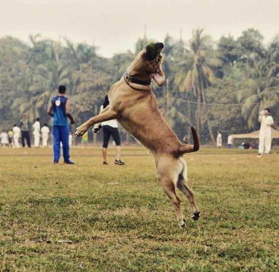 Labrador Retriever Dogs For Mating In Mumbai