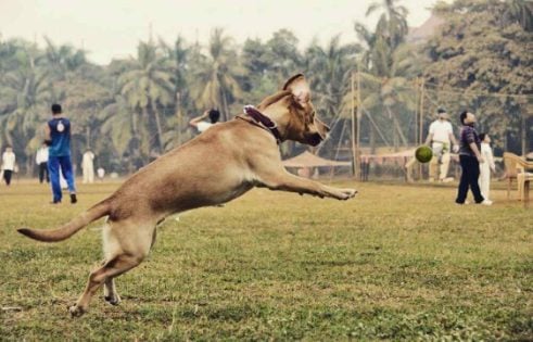 Labrador Retriever Dogs For Mating In Mumbai