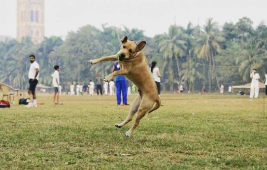 Labrador Retriever Dogs For Mating In Mumbai