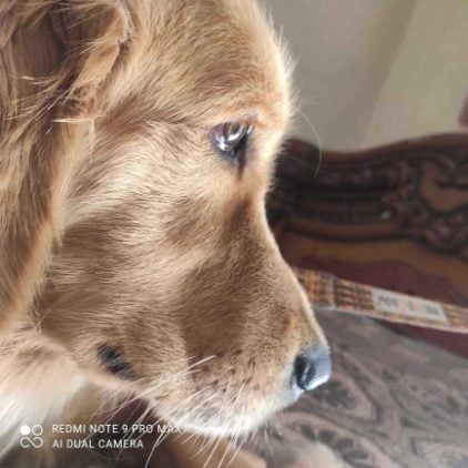 Golden Retriever Dogs For Mating In Munger