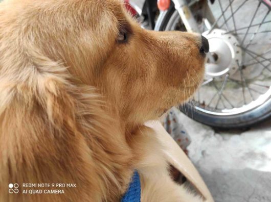 Golden Retriever Dogs For Mating In Munger