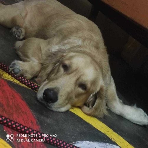 Golden Retriever Dogs For Mating In Munger