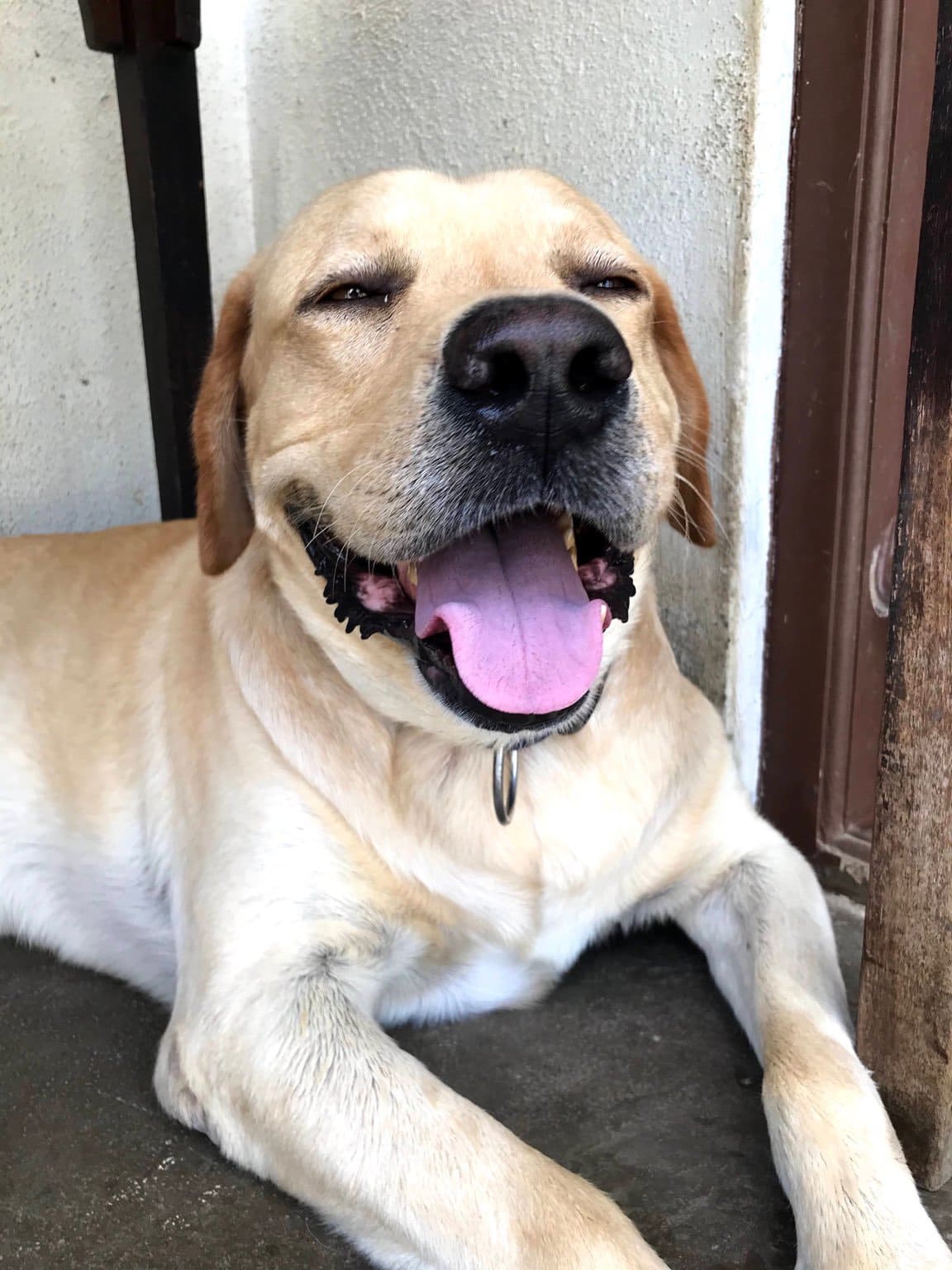 Labrador Retriever Dogs For Mating In Patna