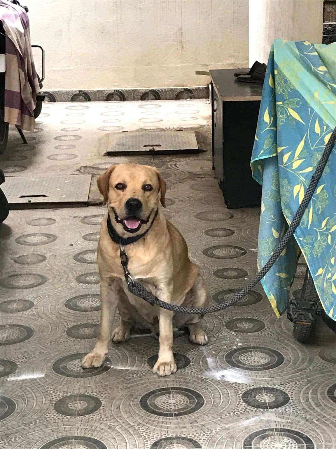 Labrador Retriever Dogs For Mating In Patna