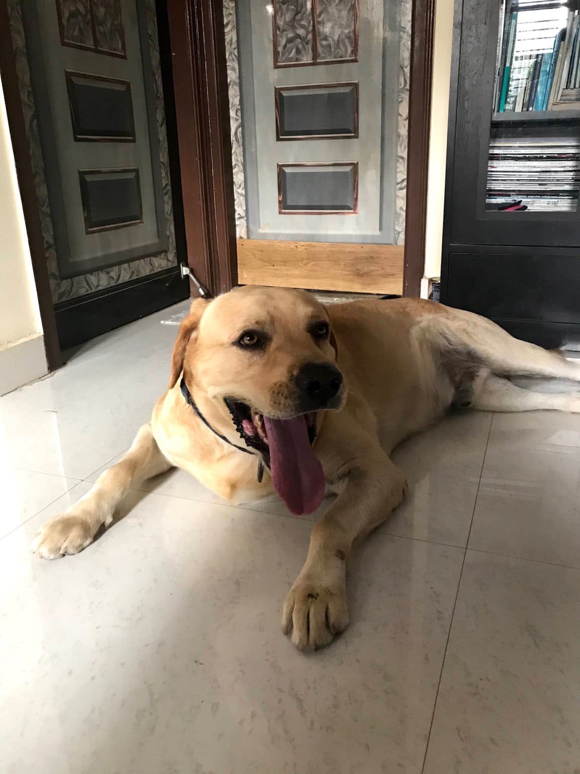 Labrador Retriever Dogs For Mating In Patna