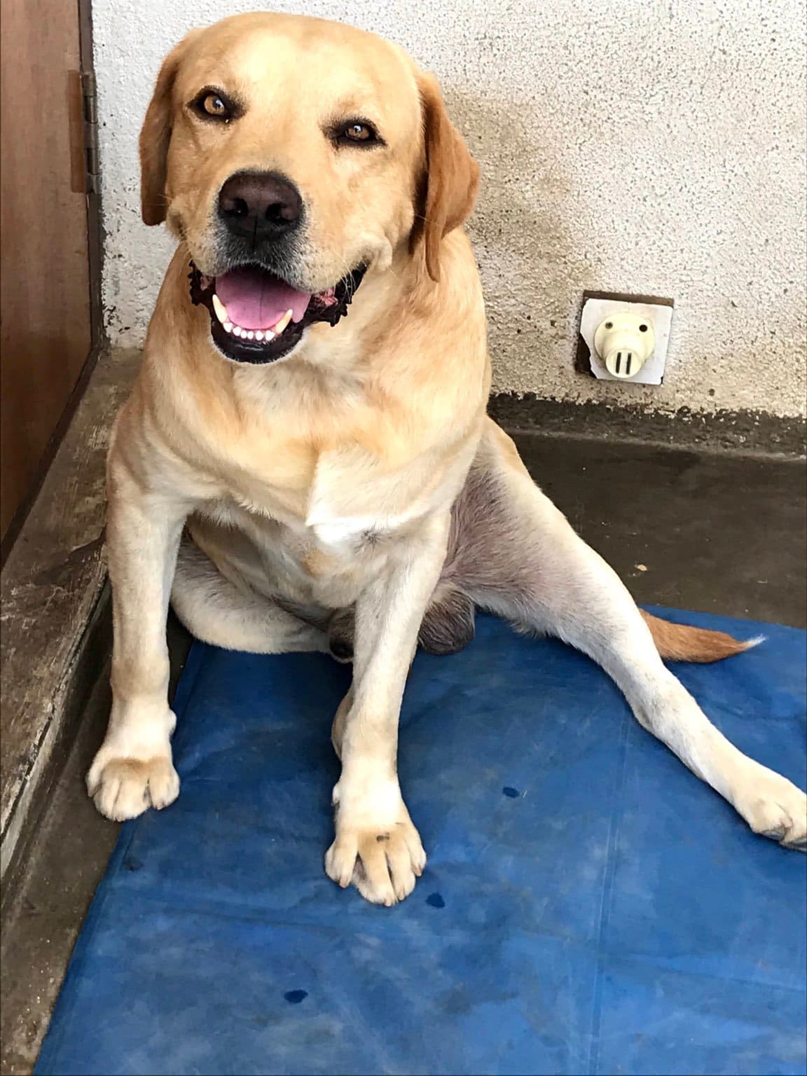 Labrador Retriever Dogs For Mating In Patna