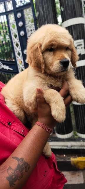 Golden Retriever For Sale In Jammu