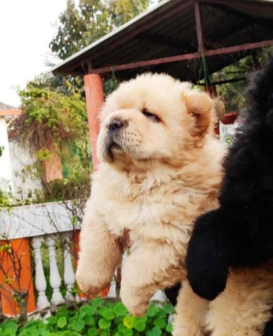 Chow Chow For Sale In Jaipur