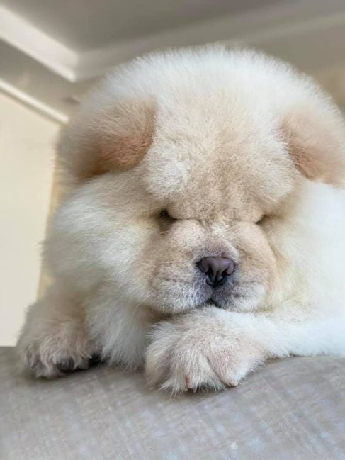 Chow Chow For Sale In Jaipur